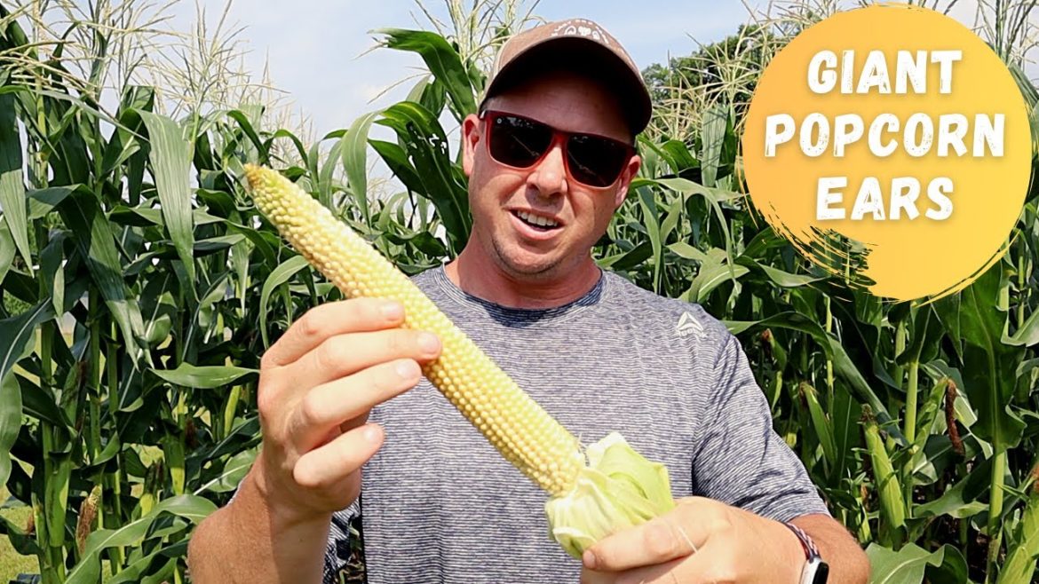 GIANT POPCORN from the BACKYARD GARDEN | You've Gotta Try This! GIANT POPCORN from the BACKYARD GARDEN | You've Gotta Try This!