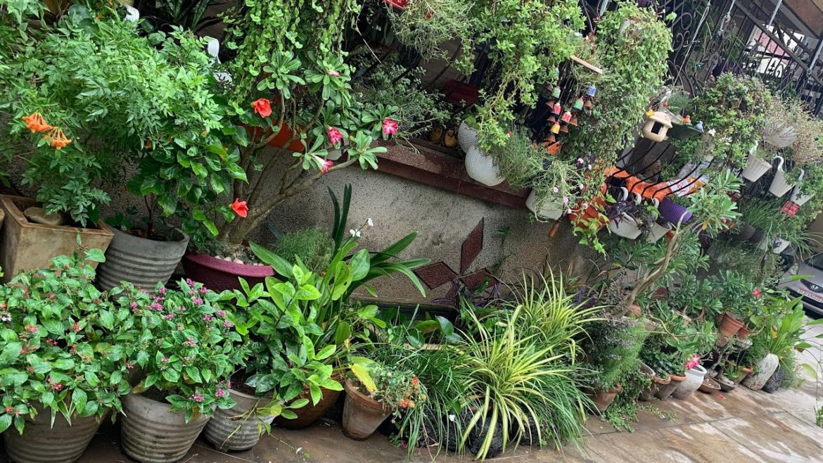tips to create magical  container garden’ https://youtu.be/DaJcNFWmo6E #shorts #containergardening
