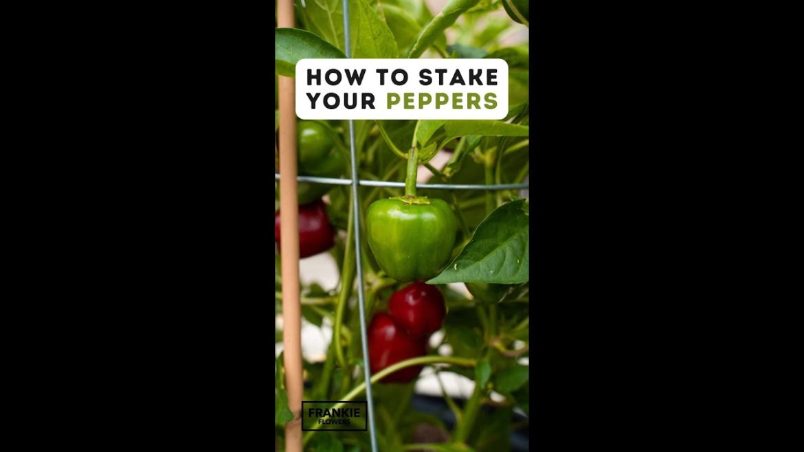 How to Stake Your Peppers 🫑 VEGETABLE GARDENING How to Stake Your Peppers 🫑 VEGETABLE GARDENING