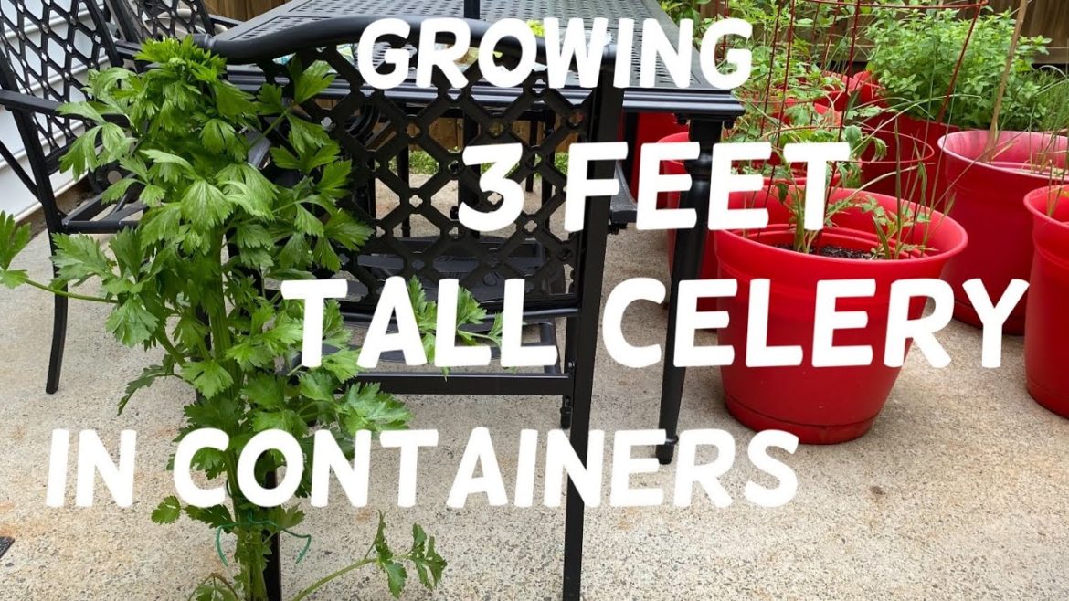 Growing 3Ft Tall Celery In Containers | Container Gardening Growing 3Ft Tall Celery In Containers | Container Gardening