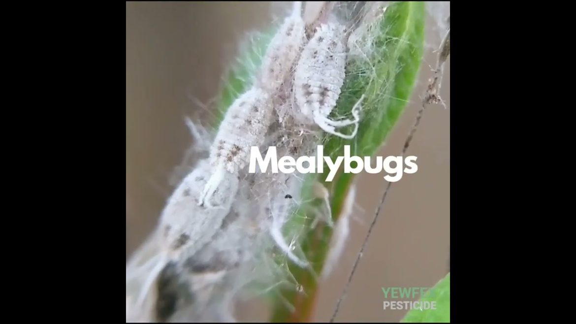 New Launch "Yewfex Pesticide" -targeted the common pest spider mites, aphids, mealybugs