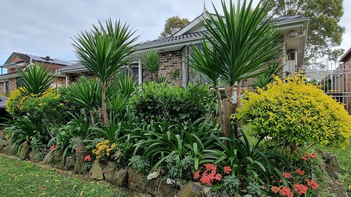 Dante's Front yard Garden #gardentour Dante's Front yard Garden #gardentour