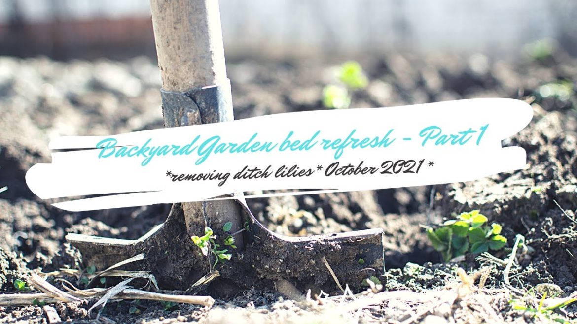 Backyard garden bed refresh! – Part 1 (Removing ditch lilies and planting shrubs) ๐ฟ๐ฟ๐ฟ Backyard garden bed refresh! - Part 1 (Removing ditch lilies and planting shrubs) ๐ฟ๐ฟ๐ฟ