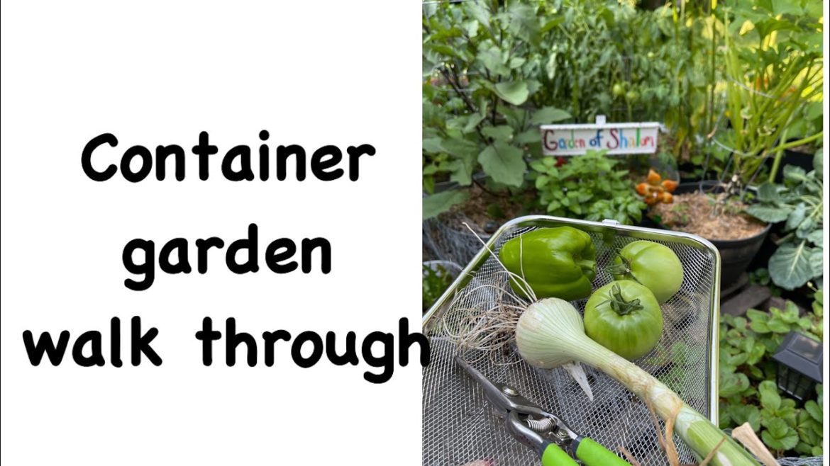 Container Garden zone 5b | Outdoor Plants