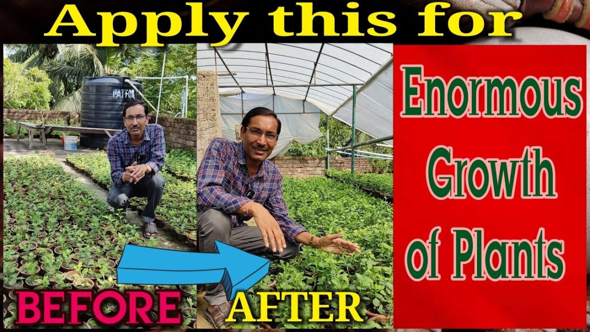 For  Rocket Speed Growth of Chrysanthemum Plants , Please Watch the Entire Video