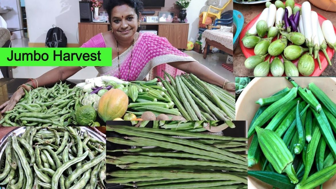 Fruits&vegetables harvest #terracegarden#gardening #organic #fruit #vegetables #harvest Fruits&vegetables harvest #terracegarden#gardening #organic #fruit #vegetables #harvest