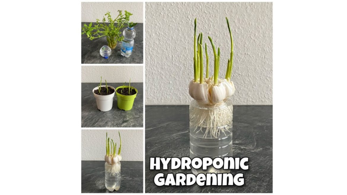 Hydroponic Gardening / Grow Plants Organic / MK&T