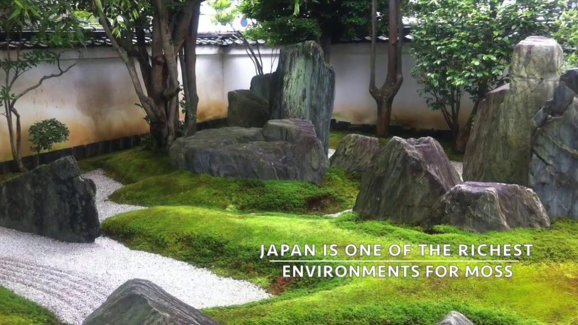 Real Japanese Gardens presents: Moss in the Japanese garden
