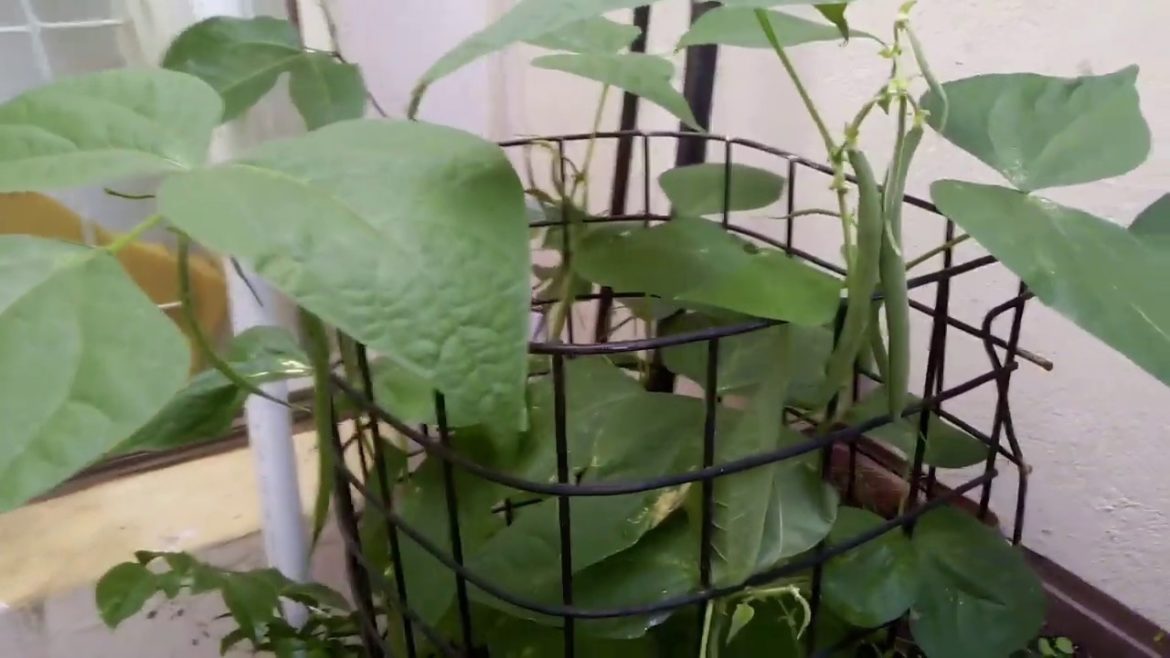 Gardening For beginner in South Africa//Container Garden//South Africa Cape town Garden