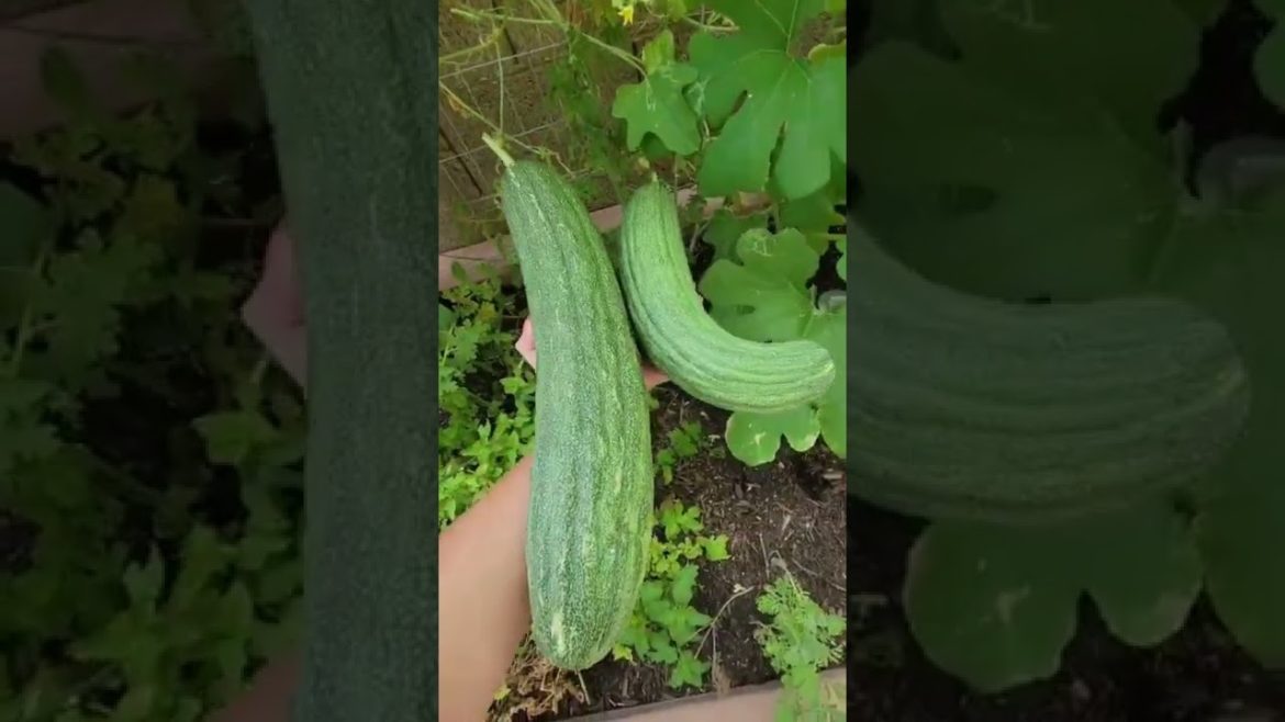 Grow your own Backyard Garden with Vego!