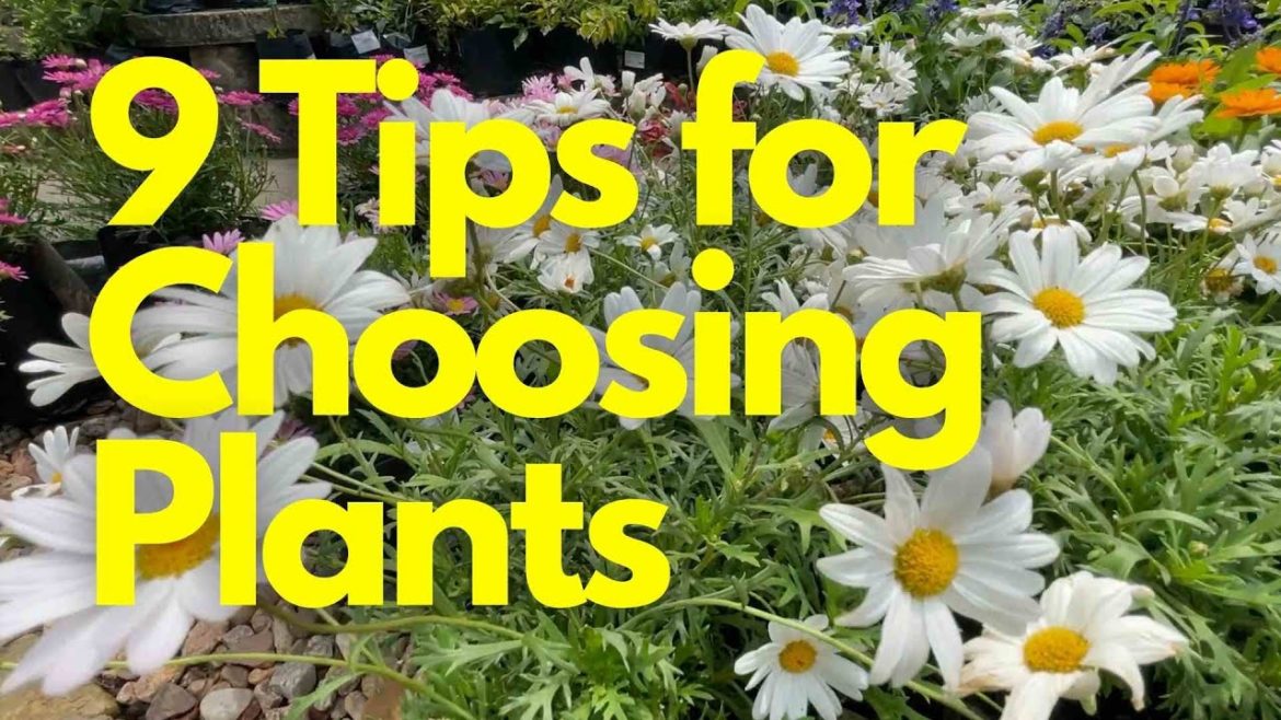 9 Tips on How to Choose the Best Plant 9 Tips on How to Choose the Best Plant