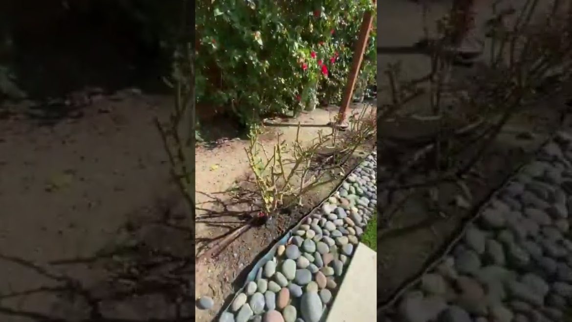 Garden Design, Home Garden #434 Simple New Viral Video,#Short