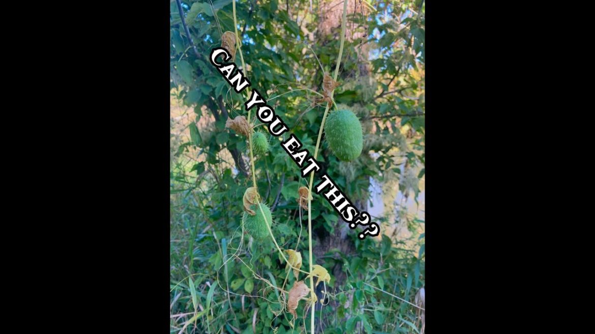 Can you eat a Wild Cucumber? Using foraging and survival skills to determine if this is edible. Can you eat a Wild Cucumber? Using foraging and survival skills to determine if this is edible.