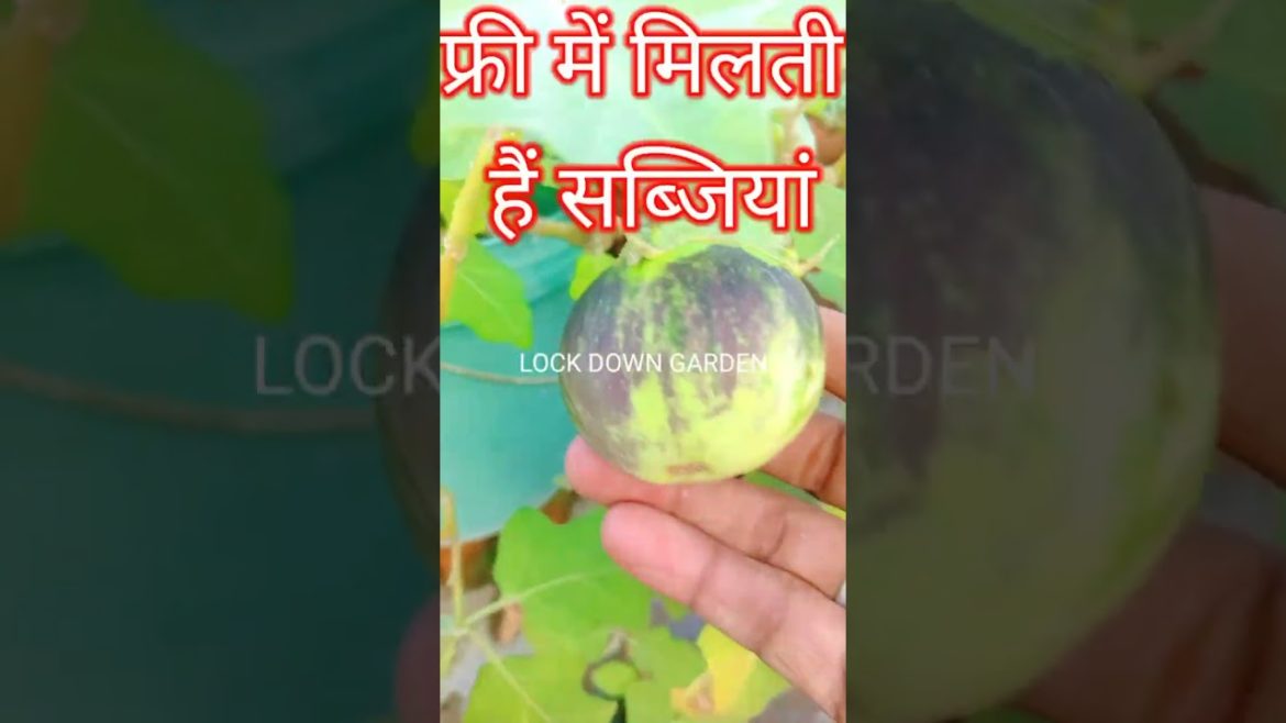 How to grow vegetables/Brinjal in cuntainer/Terrac gardening/kitchen garden#shorts@Garden Up