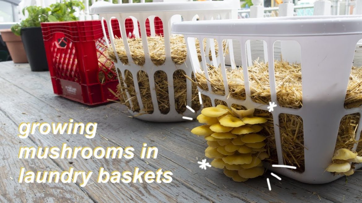 Making A Mushroom Container Garden | Growing Oyster Mushrooms In Laundry Baskets Making A Mushroom Container Garden | Growing Oyster Mushrooms In Laundry Baskets