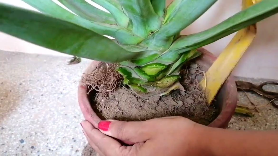 Simple trick to unpot Agave Plant #shorts #trending #viral #youtubeshort #nishthamahant #simple