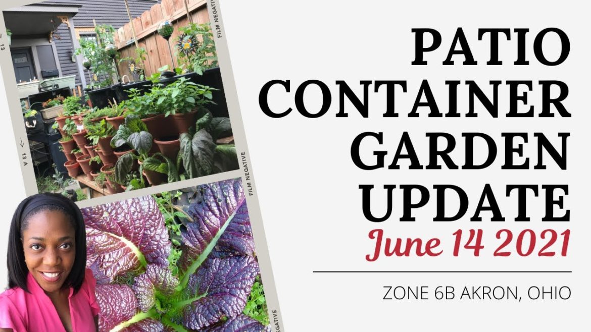 Container Garden Update June 14 2021 | Zone 6b Akron Ohio