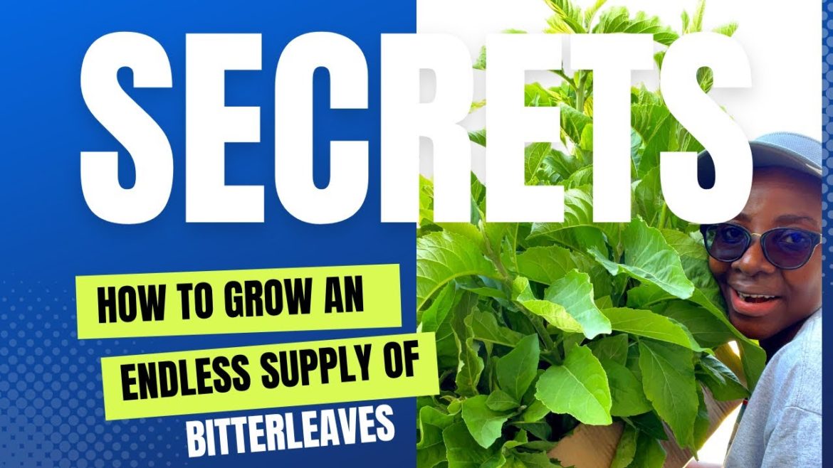 Best Tips in Growing An Endless Supply of Bitterleaf #gardeningtips Best Tips in Growing An Endless Supply of Bitterleaf #gardeningtips