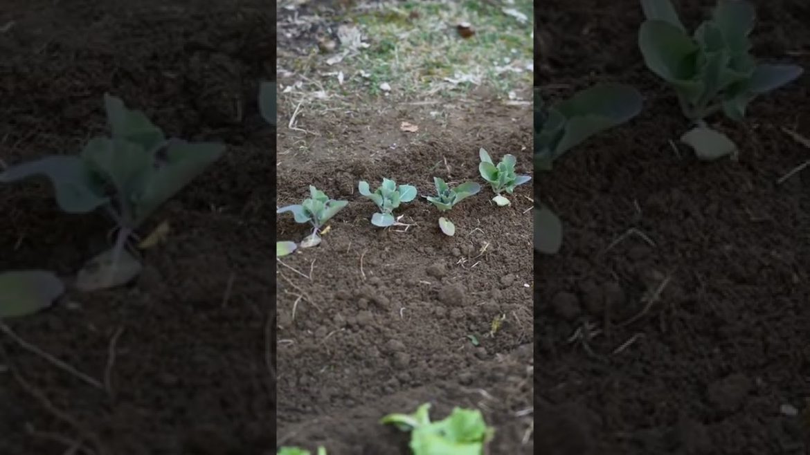 My vegetable garden || vegetables tree #shorts