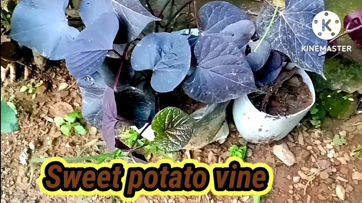How to grow sweet potato vine || Sweet potato vine @Aaradhya garden tips How to grow sweet potato vine || Sweet potato vine @Aaradhya garden tips