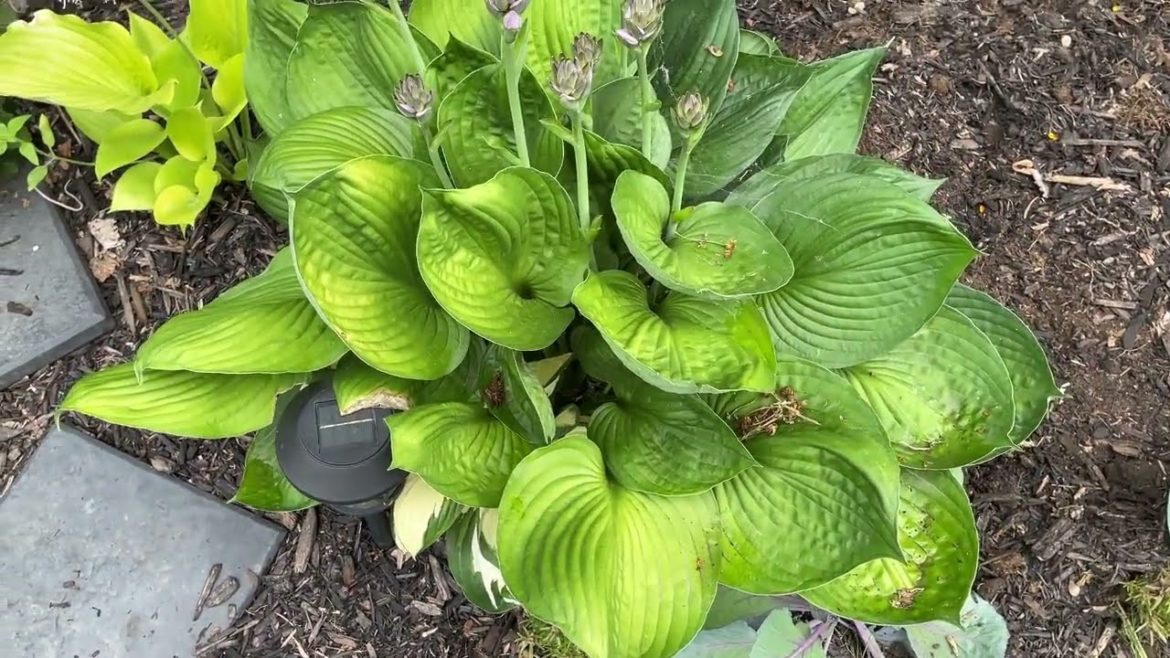 Dividing and Moving Hosta's! Garden Design!🐞🌱😀