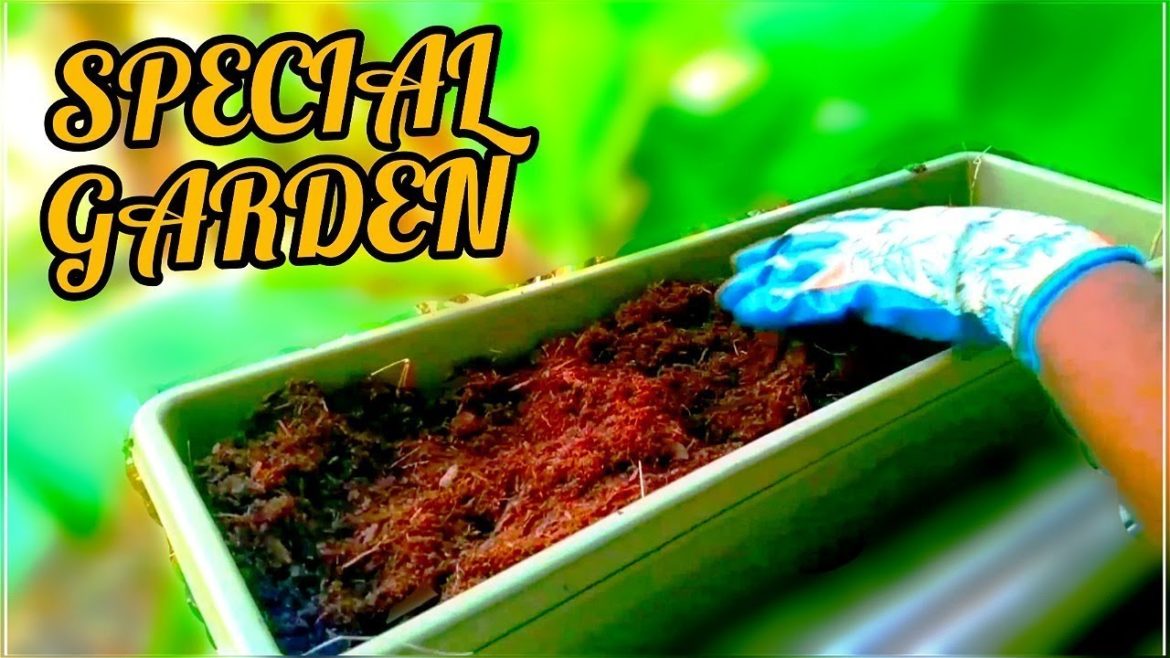 I Am Back | Bad Amazon Story | Gardening Through the Window | #gardeningthroughthewindow