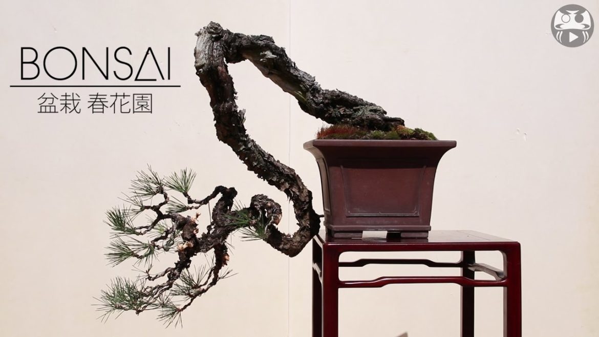 Japanese Gardening – Bonsai – JapanMade Japanese Gardening - Bonsai - JapanMade