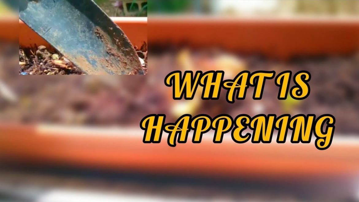 What is Happening to these Plants?! | Strange Things | #gardeningthroughthewindow