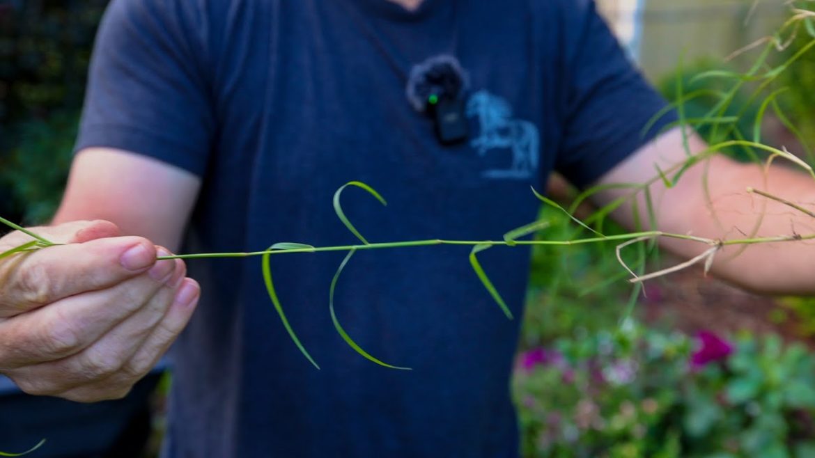 Gardening with this weed 👎👎👎