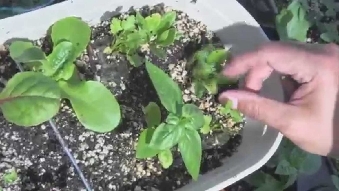 A Traveling Container Garden, Set Sail on a Boat with Veggies and Herbs