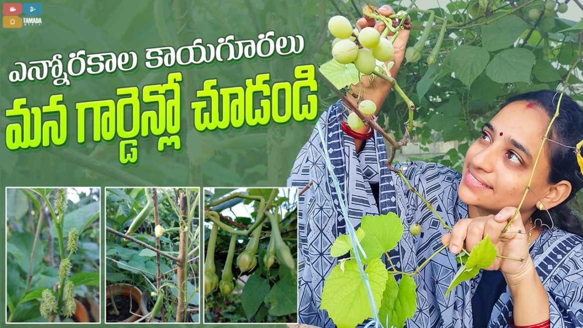 Fruits and vegetables in Garden || TELUGU GARDEN VLOG Fruits and vegetables in Garden || TELUGU GARDEN VLOG