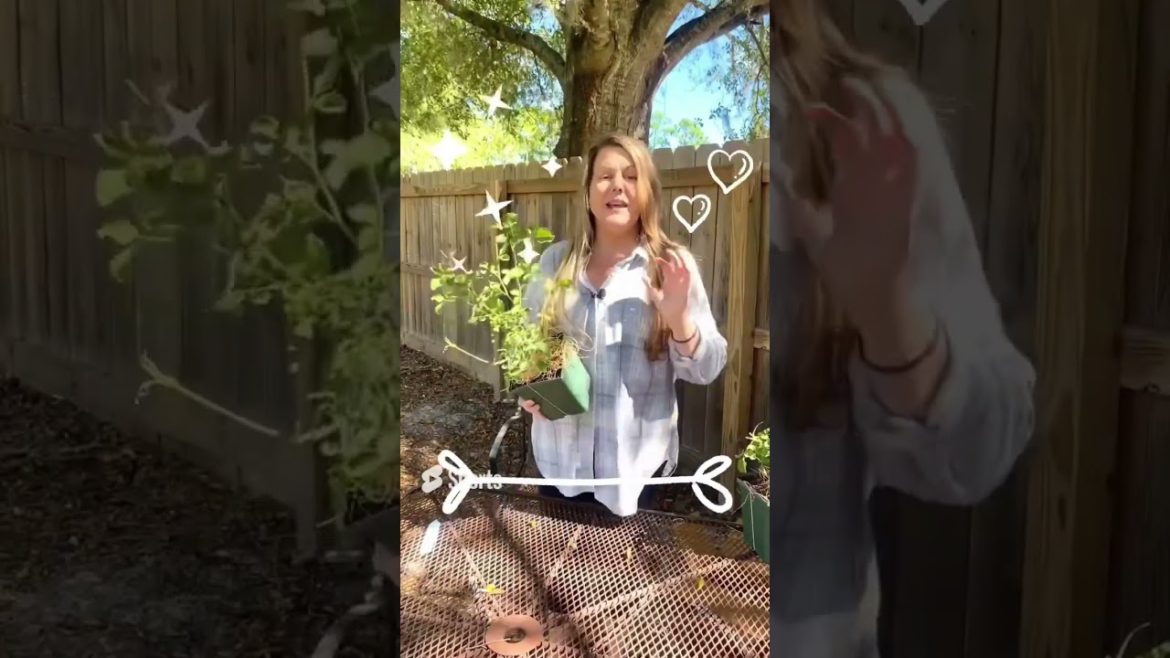 3 GARDENING HACKS YOU WISH You knew sooner❗️❗️#shorts  #gardeningforbeginners #gardeningtips roses