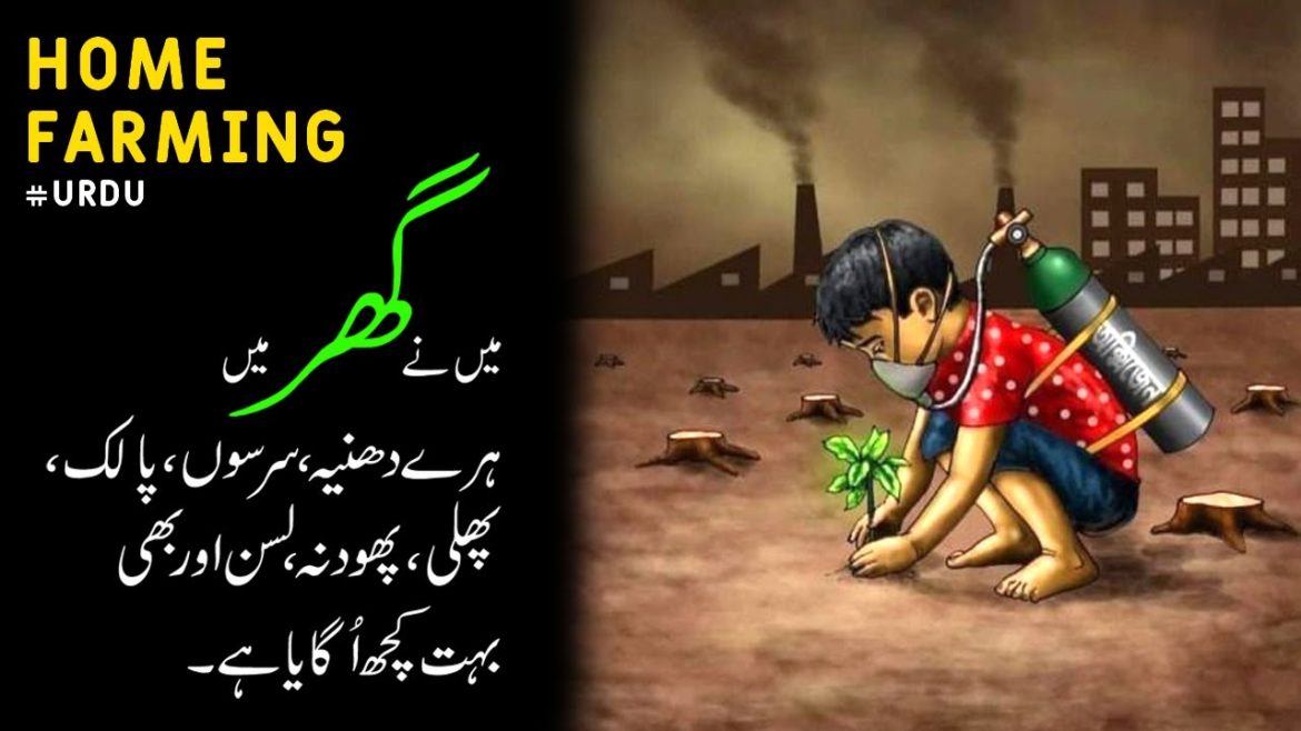 home garden | Daily vlog | vegetable farming in home | #vlog #vegetables