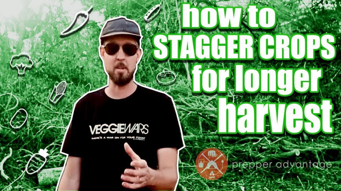 Staggering Organic Gardening Crops for Longer Harvests Staggering Organic Gardening Crops for Longer Harvests