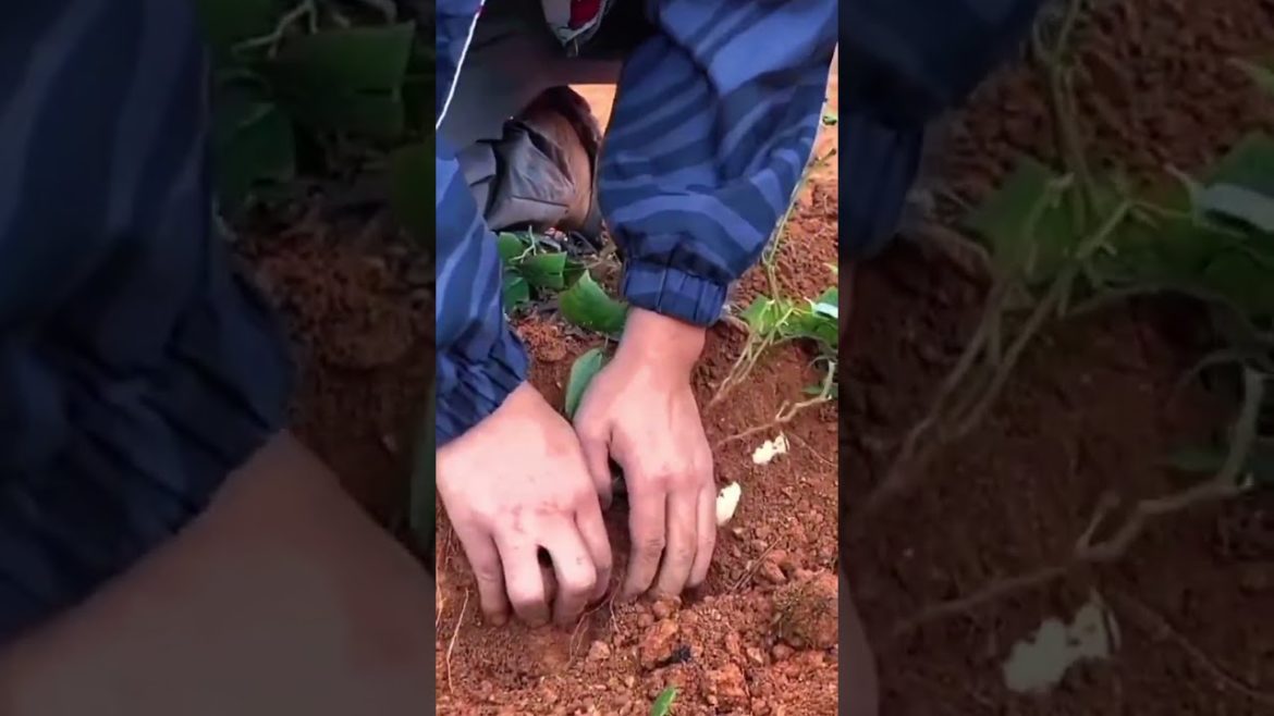 Do you know this tuber? #shorts #harvest