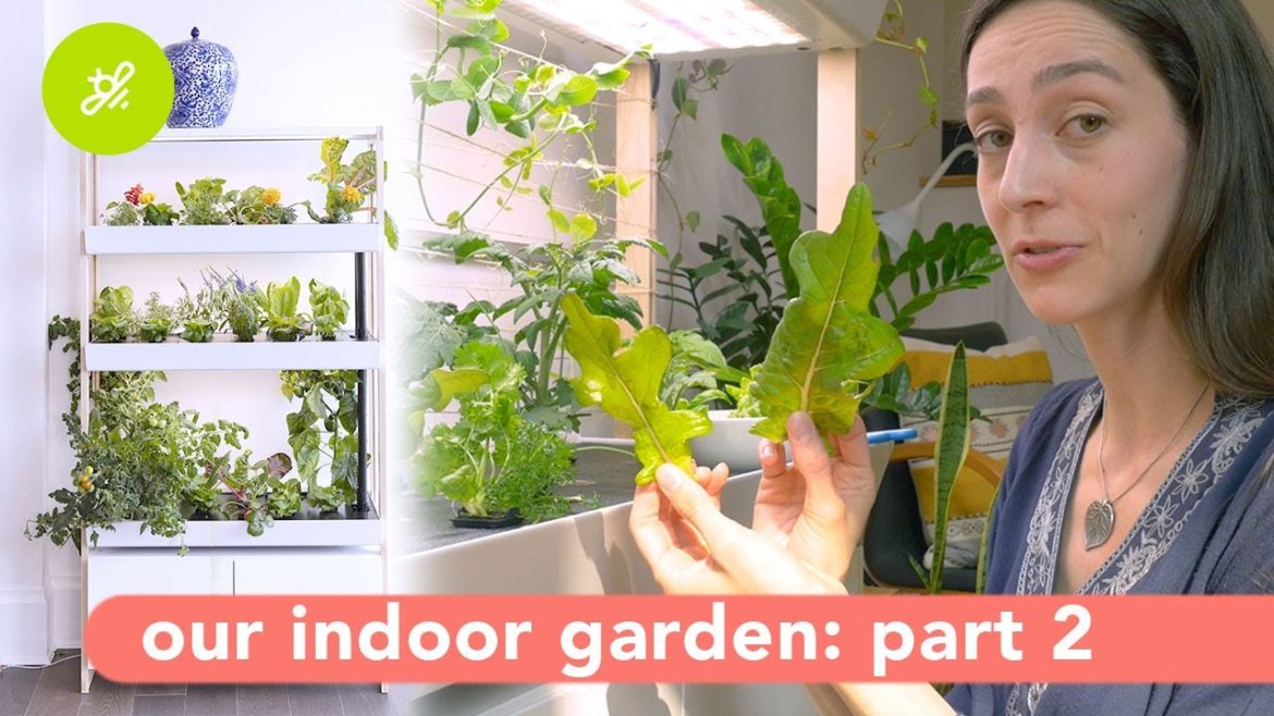 Growth & Maintenance | Rise Gardens Part Two