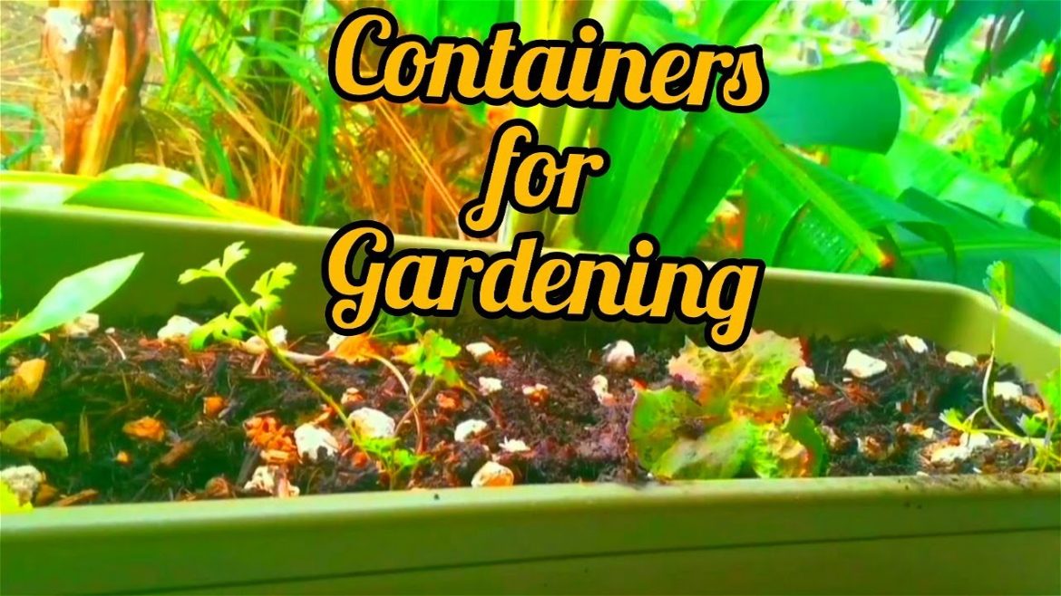 Types of Containers for Gardening | #gardeningthroughthewindow