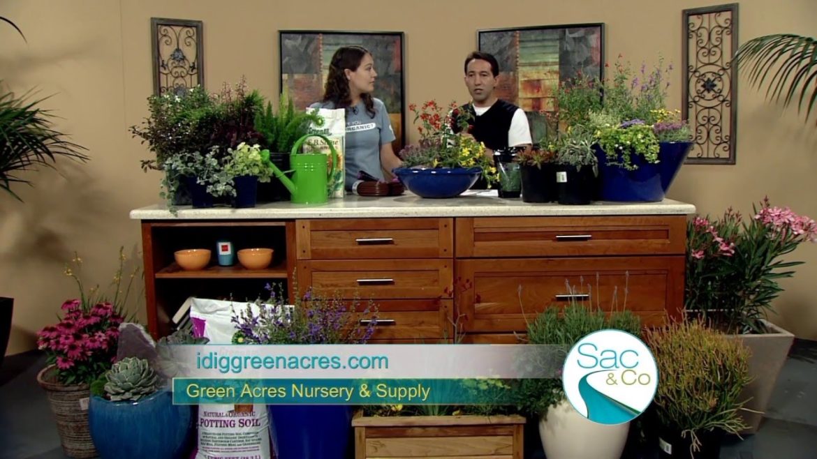 Water-Saver Container Gardening Tips and Tricks