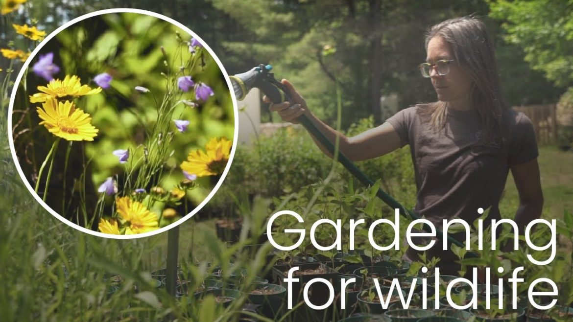 How to support wildlife in our backyards | Gardening for Wildlife Part 1