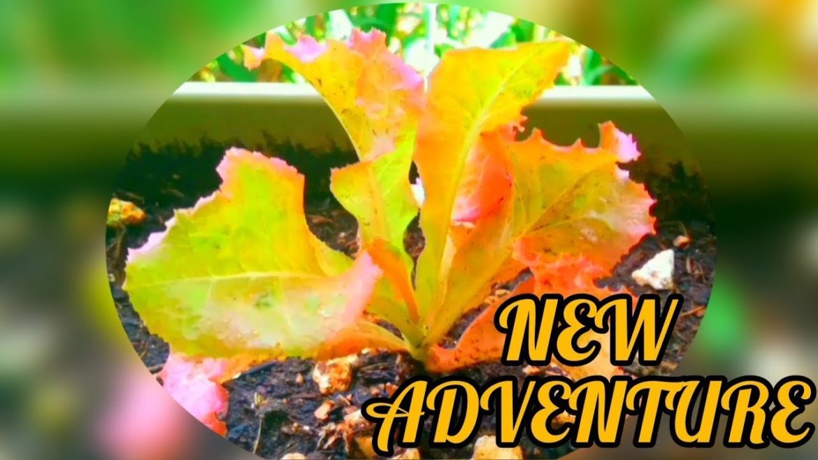 New Adventure Coming with these Plants | #gardeningthroughthewindow