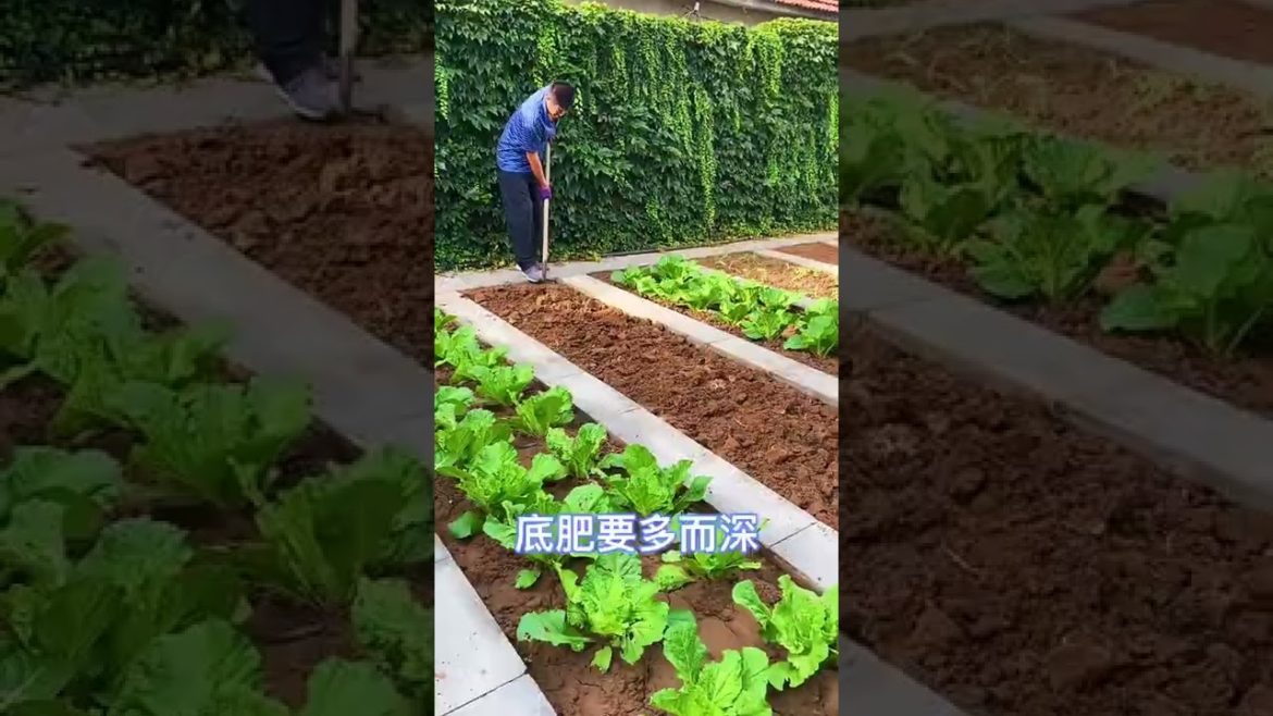 Tips for Growing Vegetables