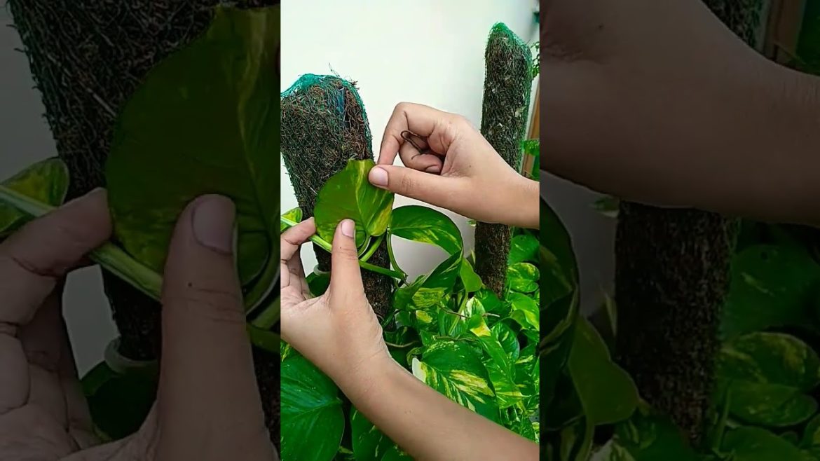 Hack to climb Pothos or money plant #shorts #trending #viral #viralshorts #nishthamahant #pothos Hack to climb Pothos or money plant #shorts #trending #viral #viralshorts #nishthamahant #pothos