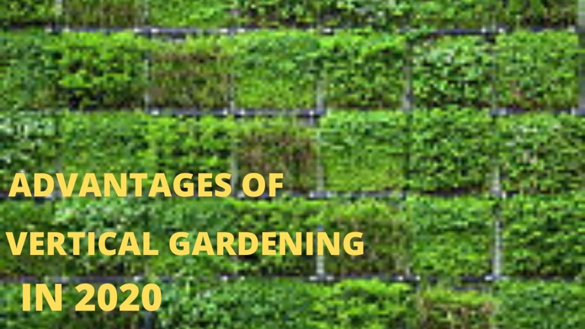 Advantages of vertical gardening in 2020 .vertical gardening benefits. vertical gardening in home Advantages of vertical gardening in 2020 .vertical gardening benefits. vertical gardening in home