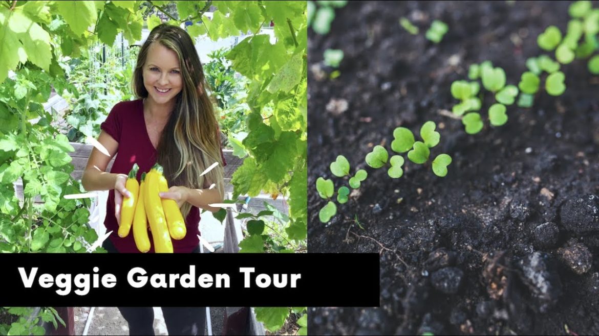 ZONE 9b CALIFORNIA Home Vegetable and Fruit Garden Tour | full tour of front and backyard garden