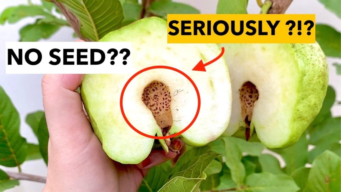 SEEDLESS GUAVA from My Backyard Garden SEEDLESS GUAVA from My Backyard Garden