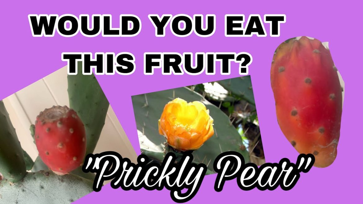 OPUNTIA FICUS INDICA/Prickly Pear #cacti #houseplants #succulents #shorts