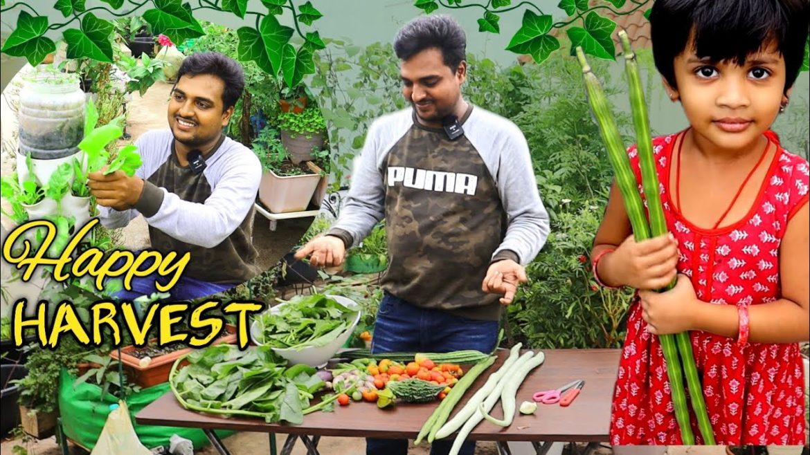 సంతోషంగా కూరగాయలు కోస్తున్నాం #harvest #gardening #organic #lucky