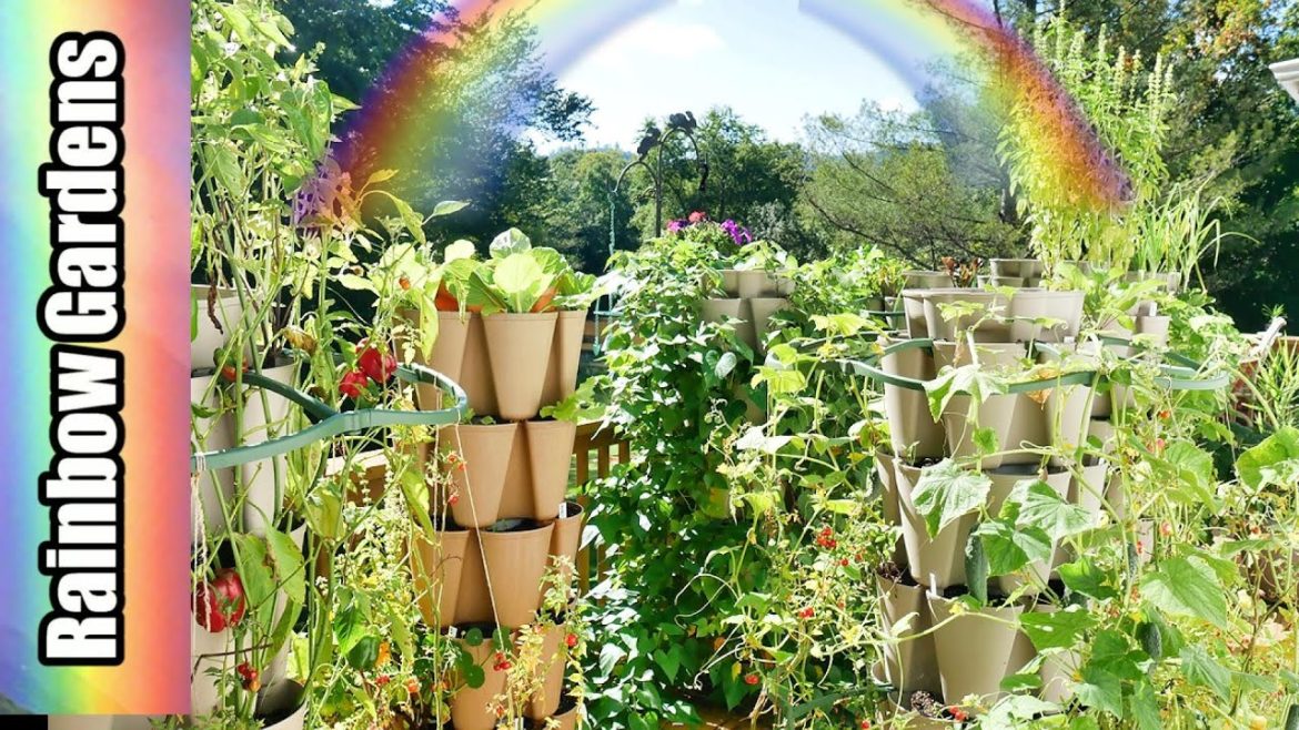 Container Garden September 14, Quick Peek at What's Growing! Container Garden September 14, Quick Peek at What's Growing!