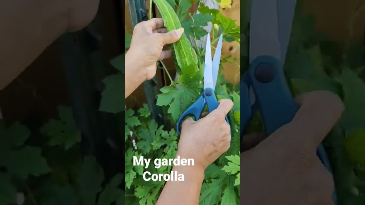 Long korola in my garden #Shorts@Eti'sVlogHoustonUSA
