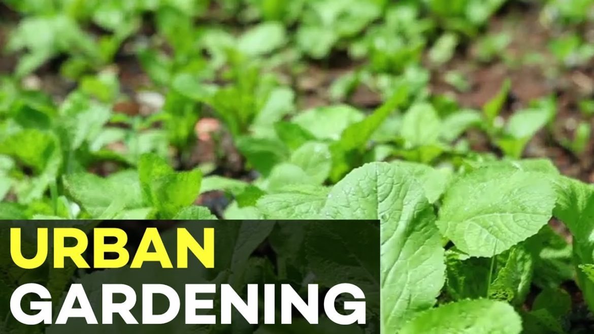 Urban Farming and Container Gardening in your Backyard Urban Farming and Container Gardening in your Backyard